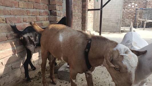 kheera Teddy Male full active for Breeding
