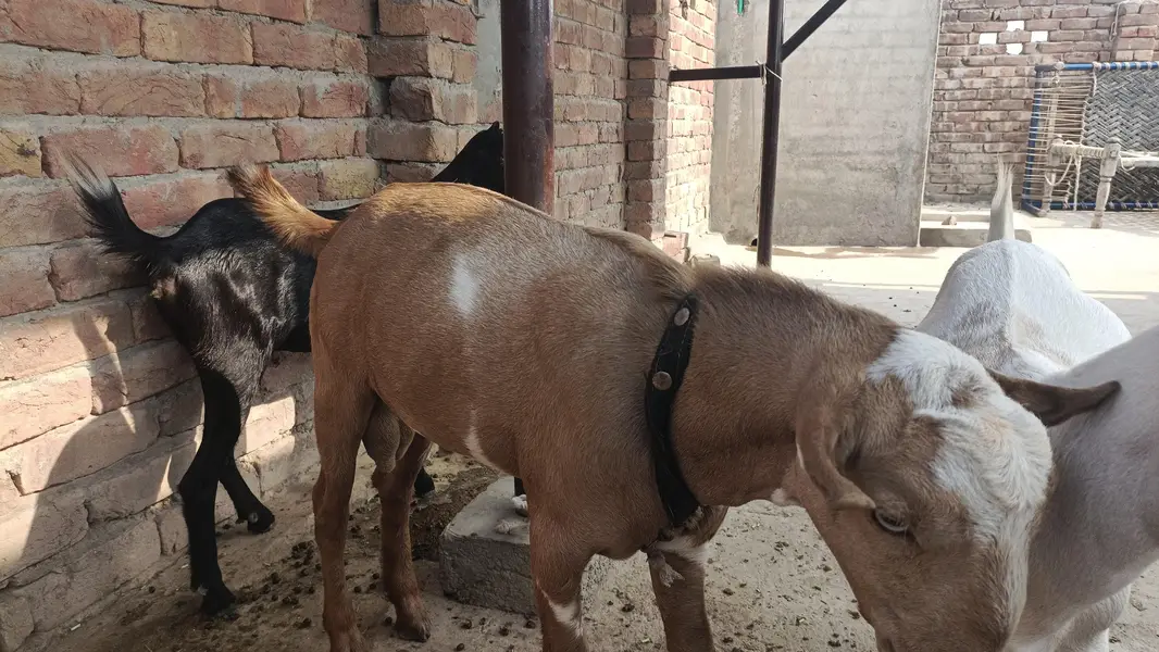 kheera Teddy Male full active for Breeding