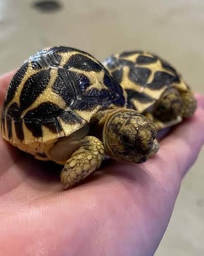 Turtles for sale 03104016778