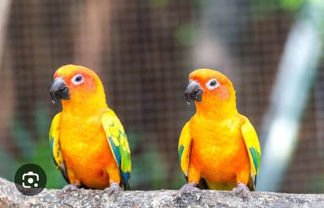 sun conure and raw parrot pair