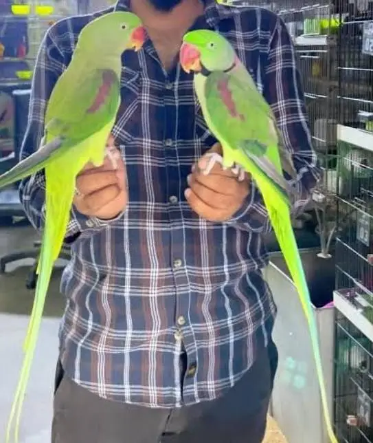 sun conure and raw parrot pair — photo 2