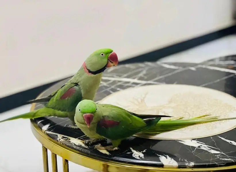 sun conure and raw parrot pair — photo 3