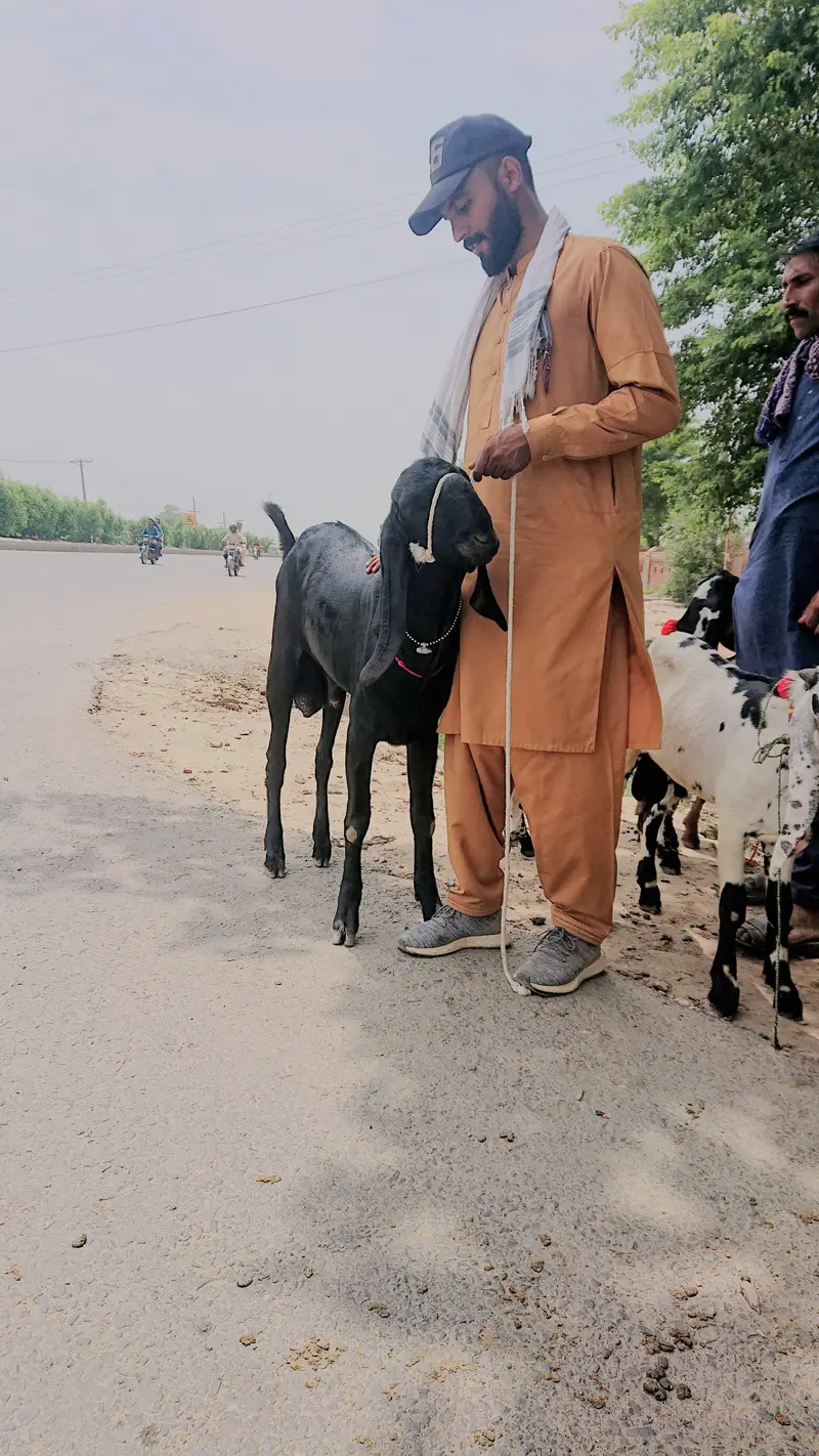 Beetal Bakra Pure — photo 3