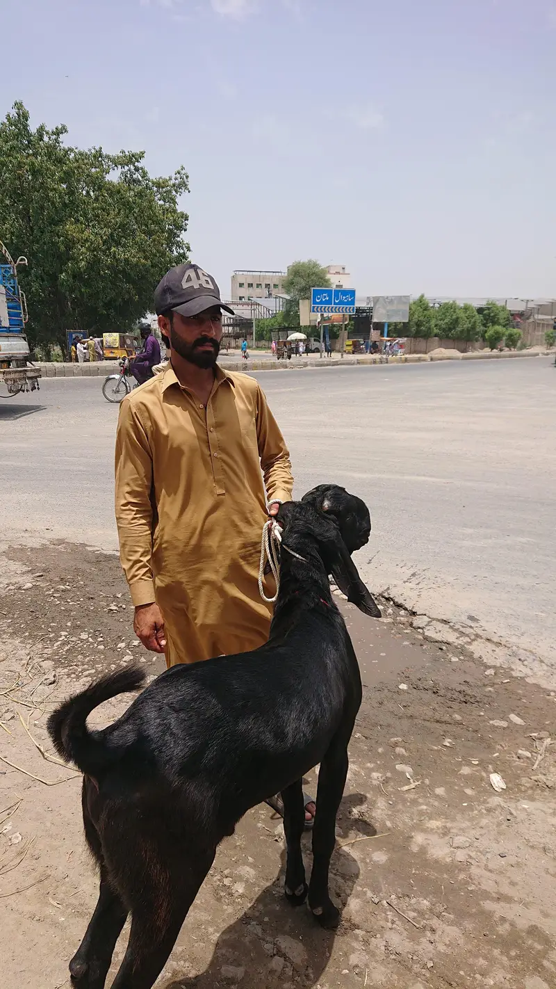Beetal Bakra Pure — photo 4