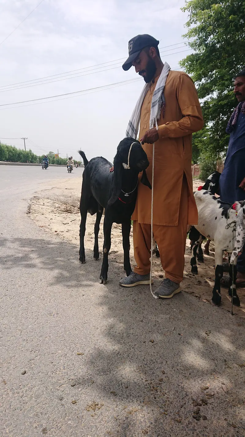Beetal Bakra Pure — photo 5