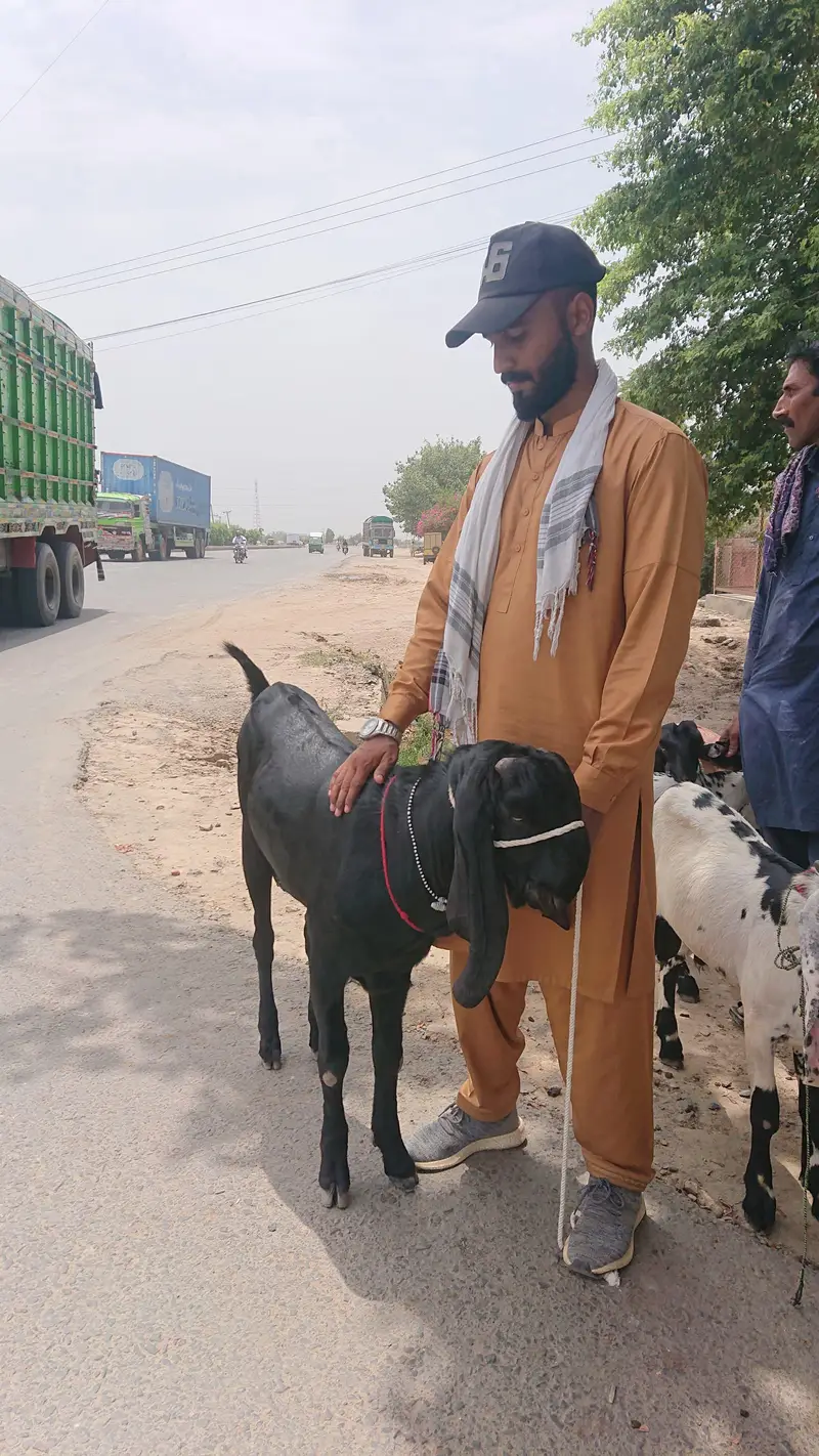 Beetal Bakra Pure — photo 6