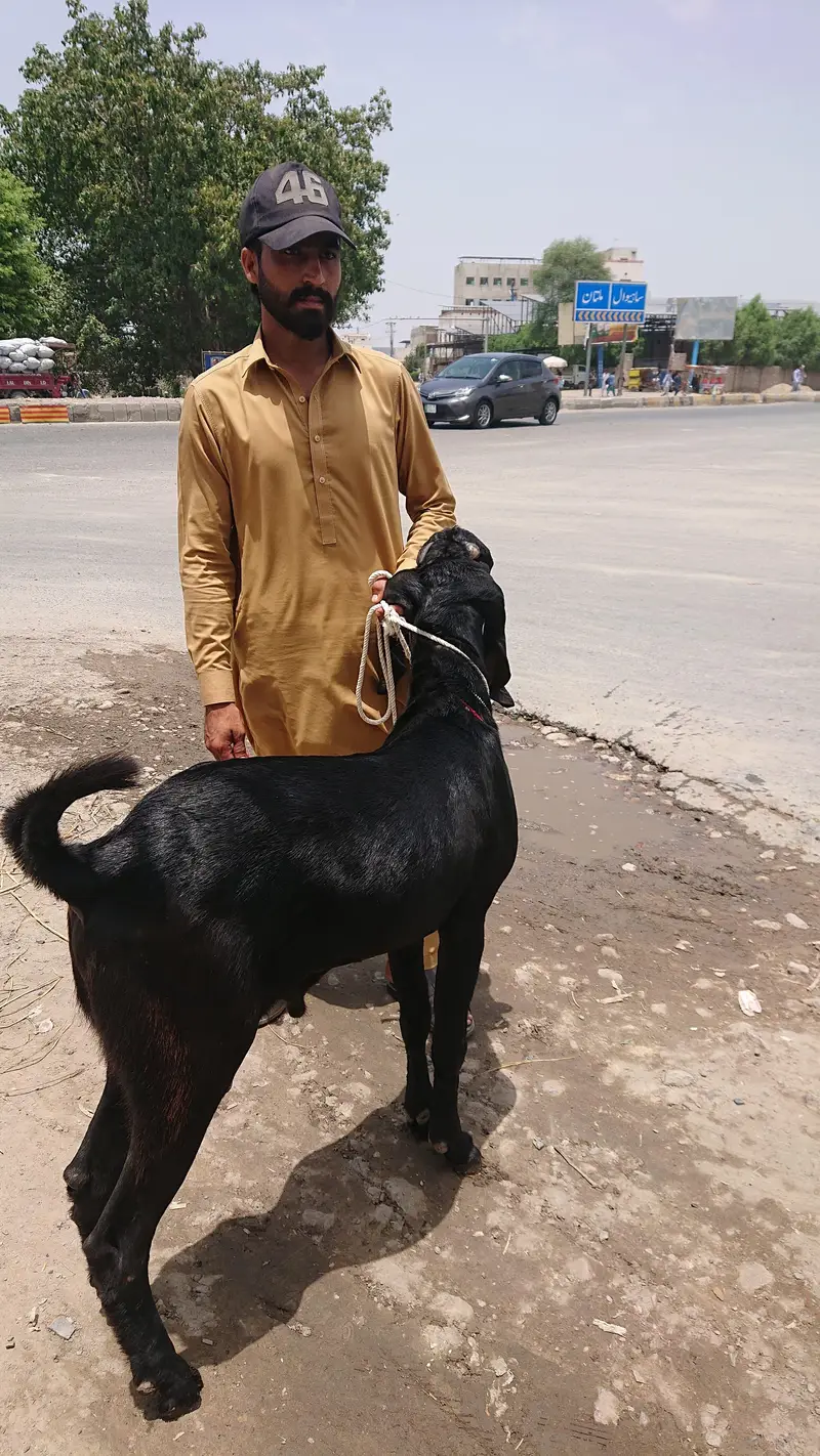 Beetal Bakra Pure — photo 7