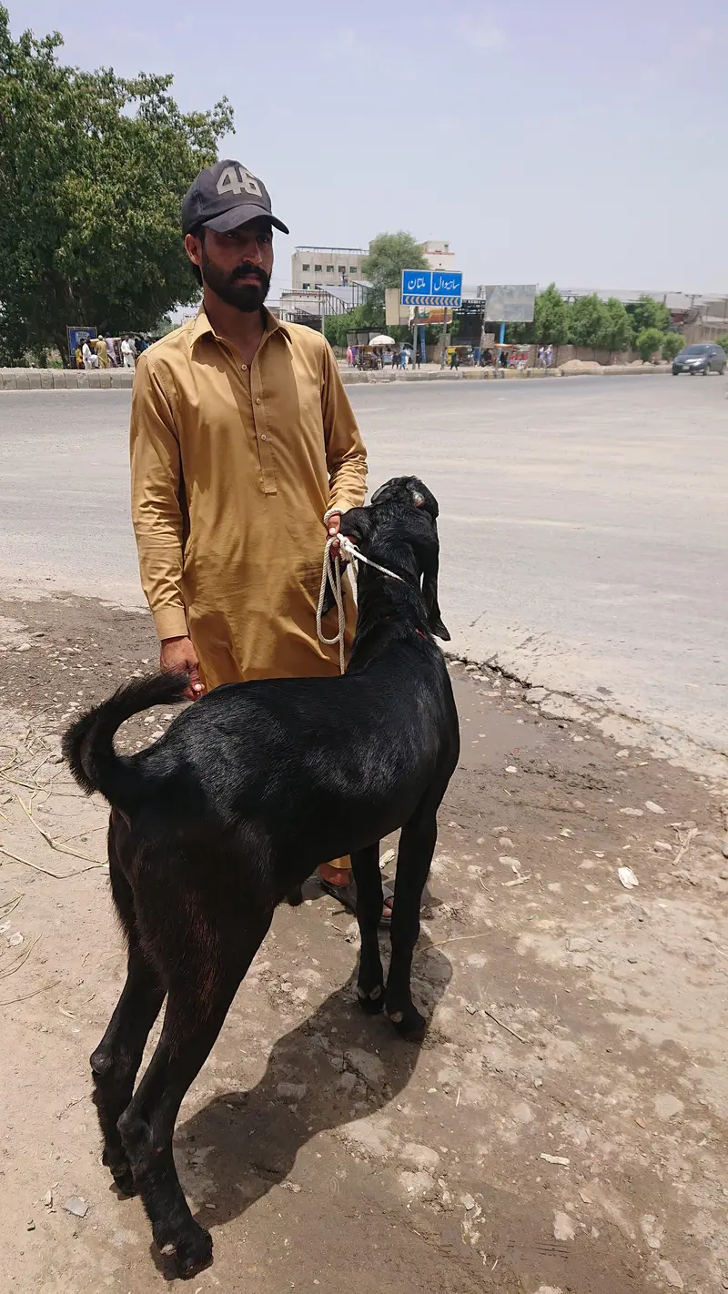 Beetal Bakra Pure — photo 8