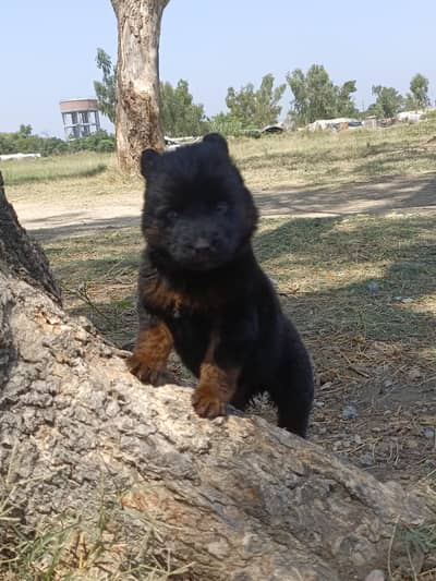 German Shepherd female puppy for sale
