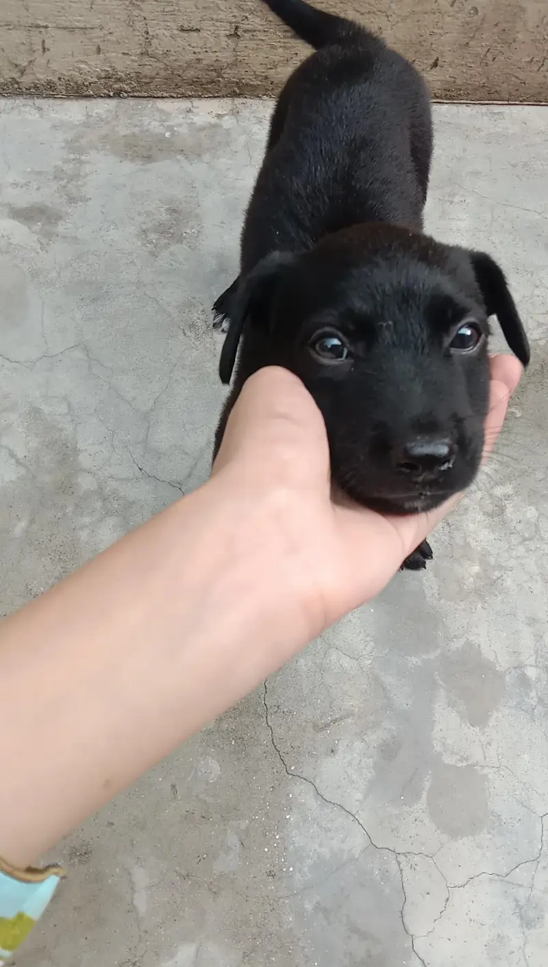 puppy for sale — photo 3