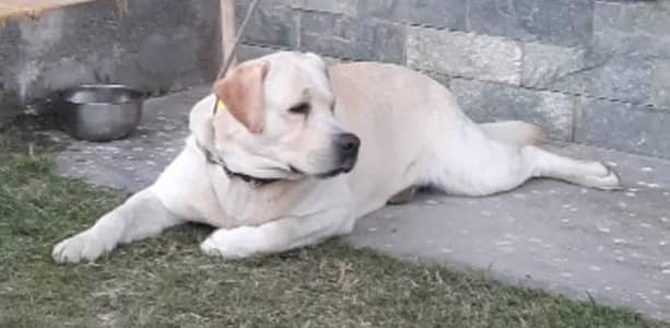 Labrador Puppies