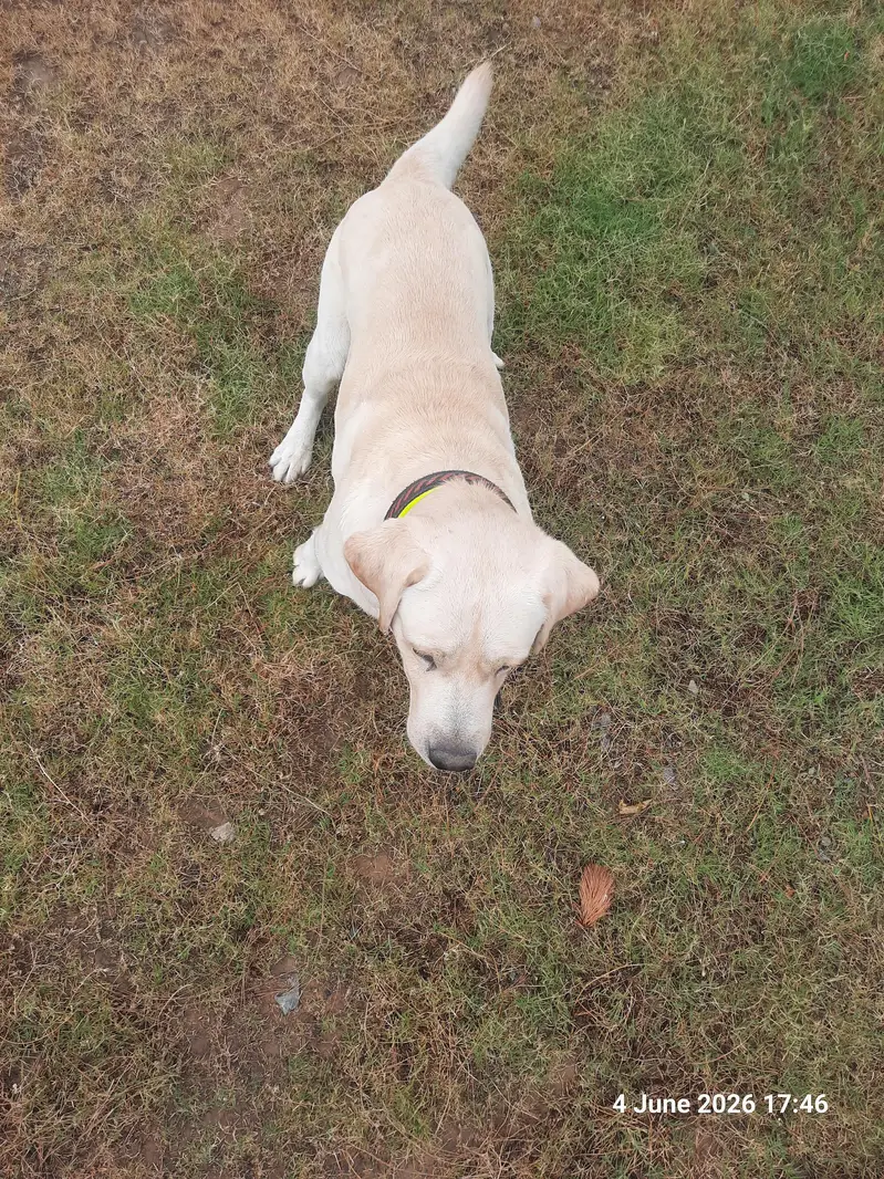 Labrador Puppies — photo 2