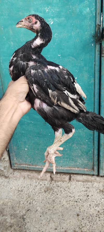 5 aseel pathay kala nawab breed
