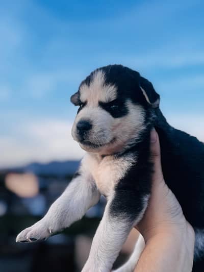 2 Siberian husky puppies and 1 female  for sale