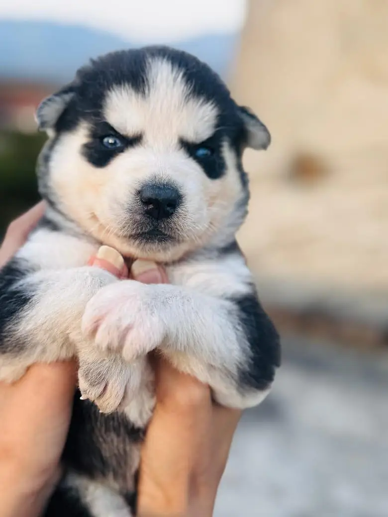 2 Siberian husky puppies and 1 female  for sale — photo 3