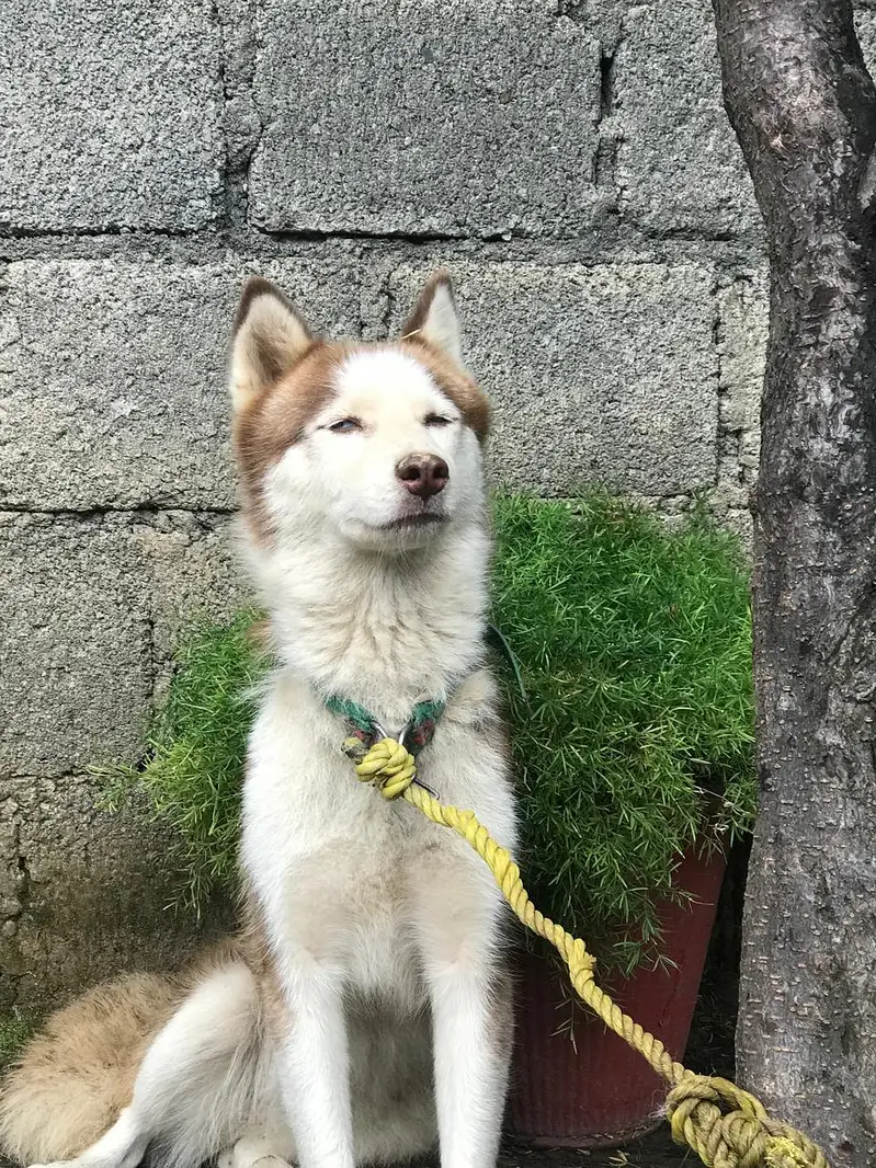 2 Siberian husky puppies and 1 female  for sale — photo 4