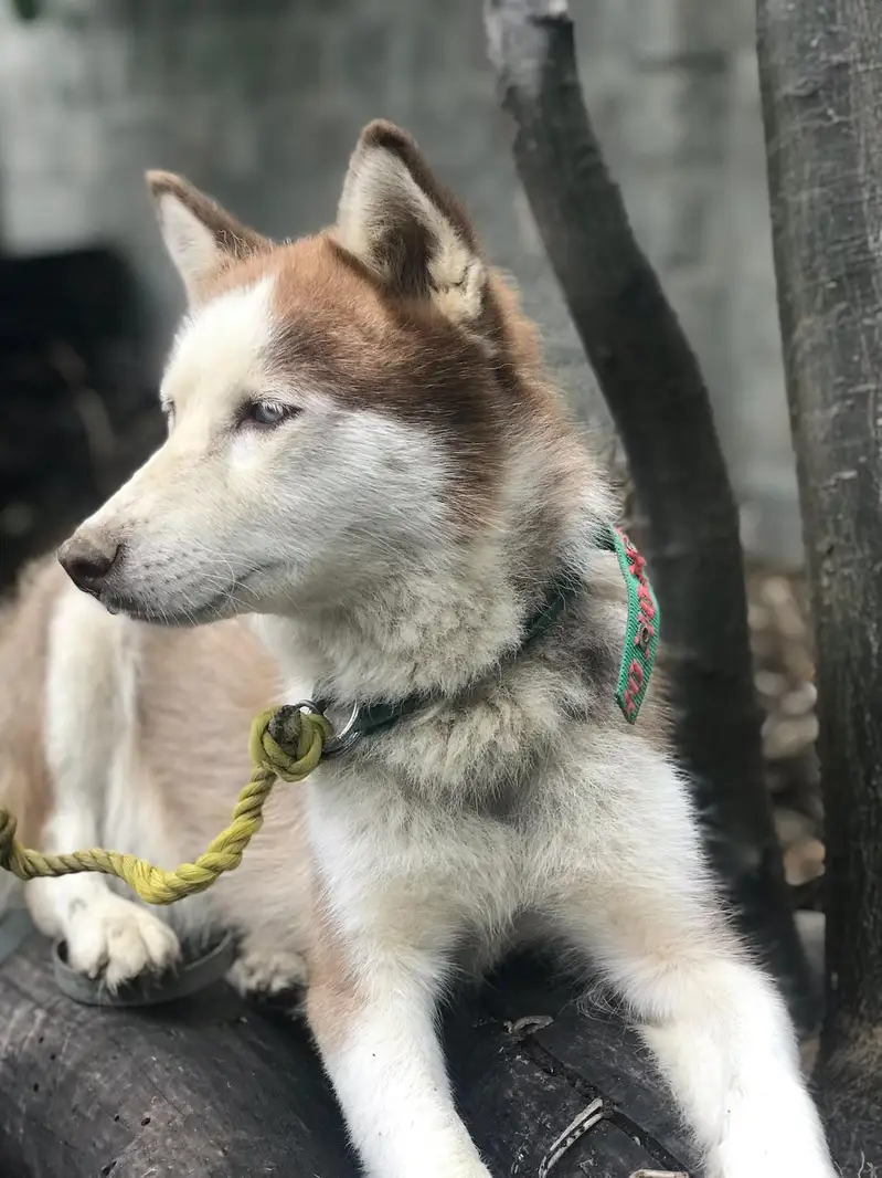 2 Siberian husky puppies and 1 female  for sale — photo 5