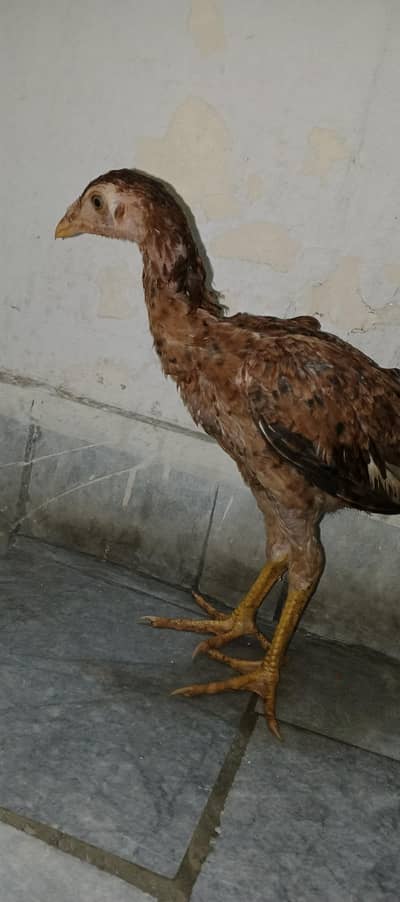 for sell lasani aseel healthy