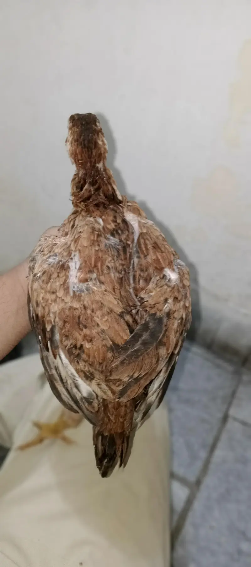 for sell lasani aseel healthy — photo 3