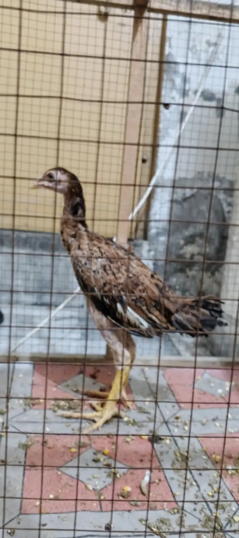for sell lasani aseel healthy — photo 4