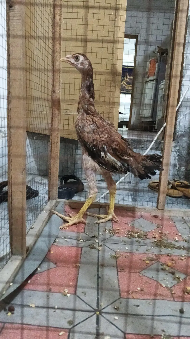 for sell lasani aseel healthy — photo 5