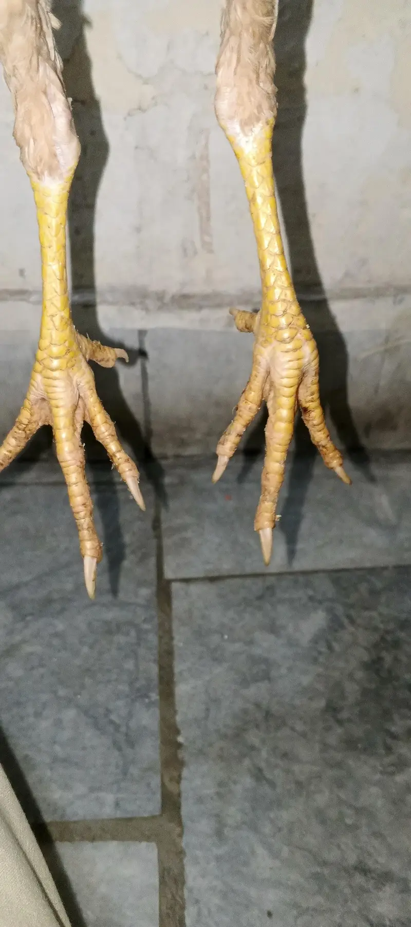for sell lasani aseel healthy — photo 7