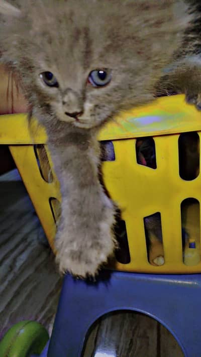 persian gray  kittens tripple coat with extra furr