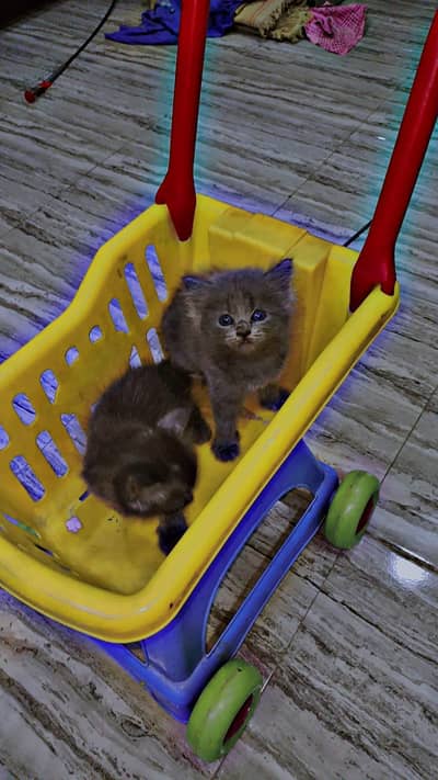 persian gray  kittens tripple coat with extra furr