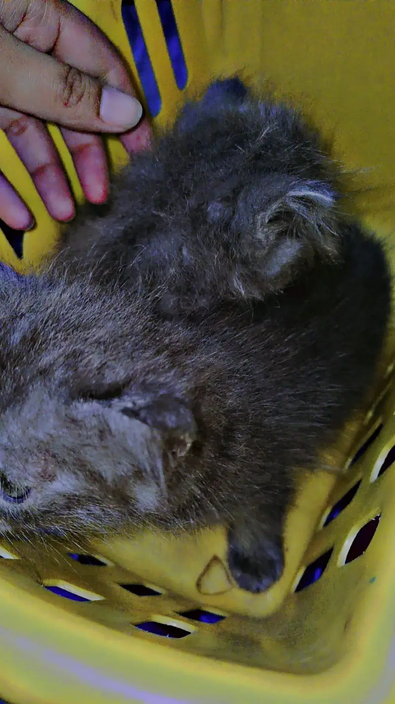 persian gray  kittens tripple coat with extra furr — photo 3
