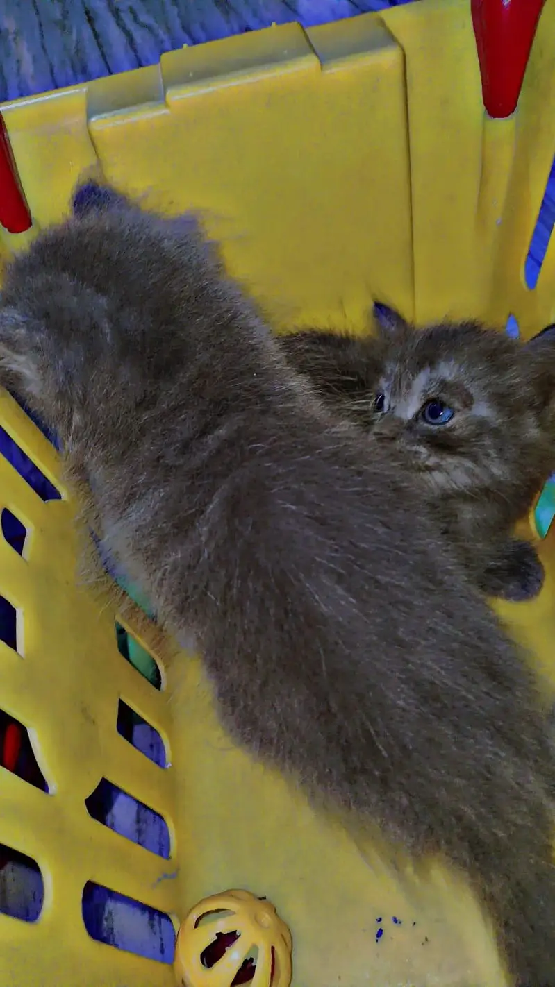 persian gray  kittens tripple coat with extra furr — photo 5