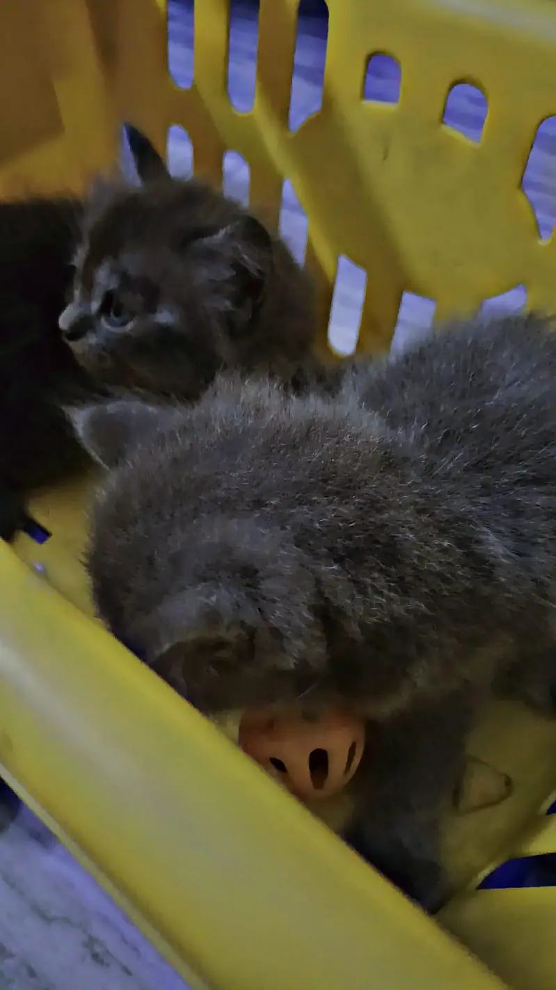 persian gray  kittens tripple coat with extra furr — photo 6