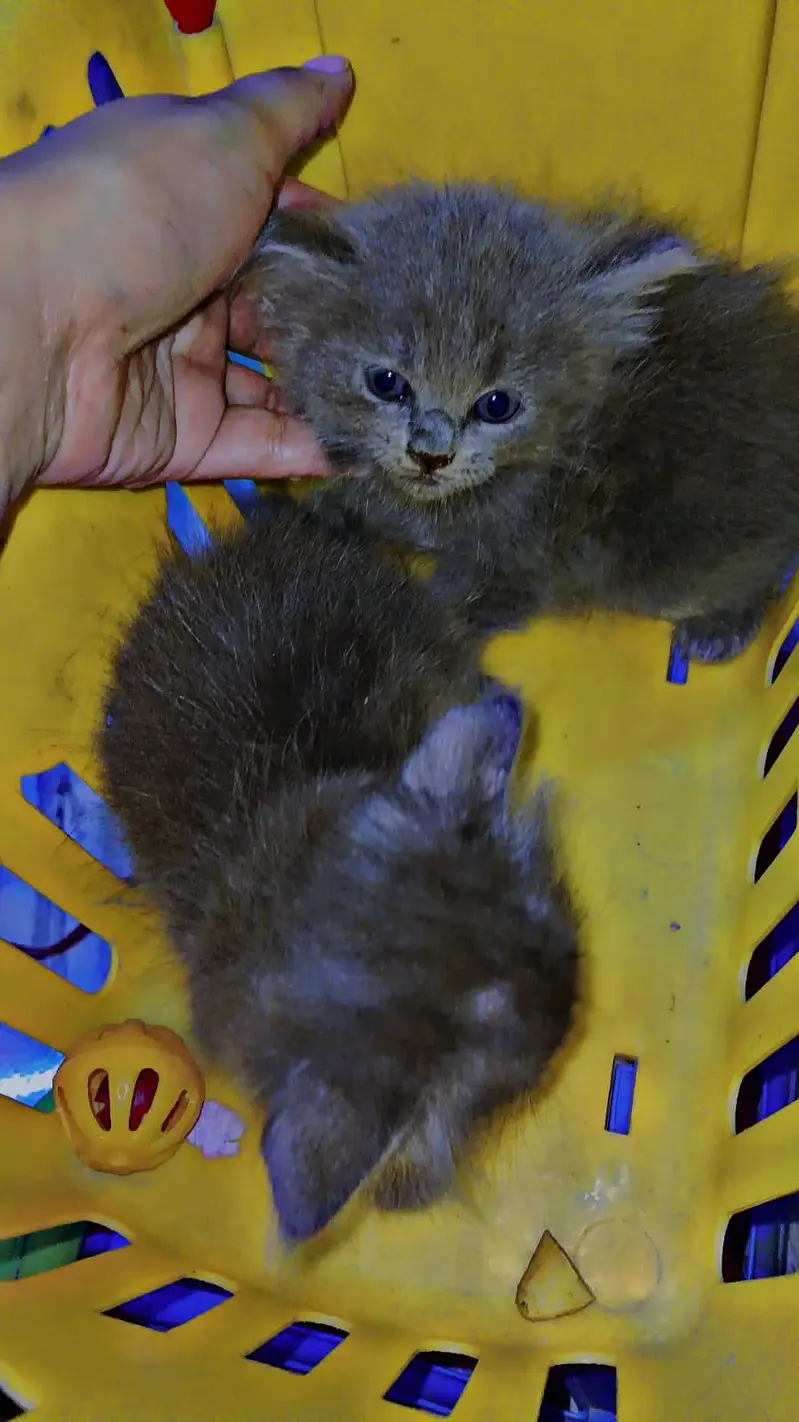 persian gray  kittens tripple coat with extra furr — photo 7