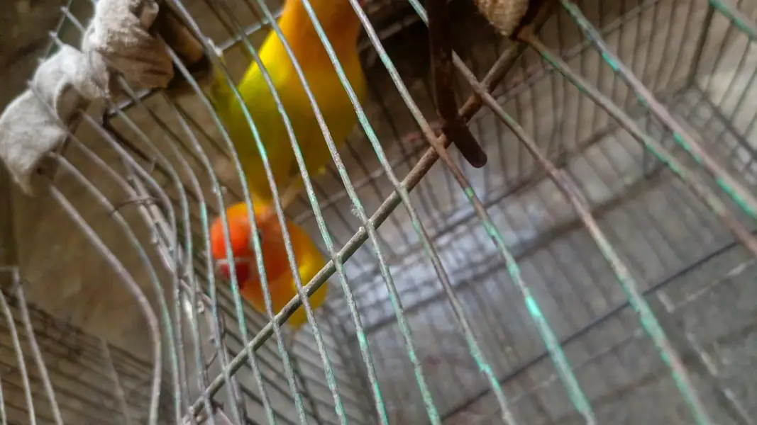 love birds pair — photo 6