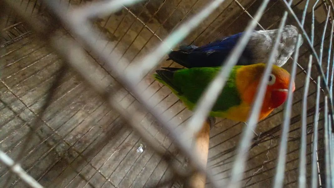 love birds pair — photo 11