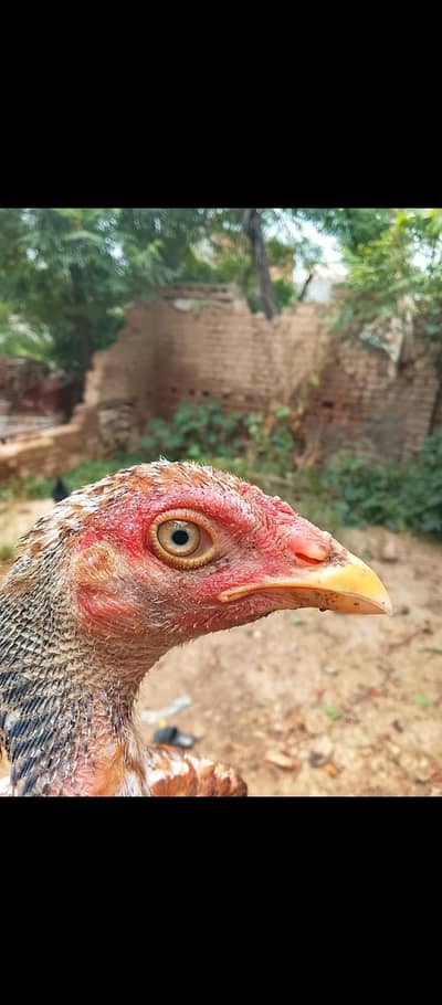 high quality peela cheana mazboot murga ha band gadi or kule kill