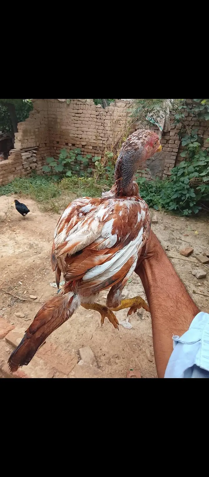high quality peela cheana mazboot murga ha band gadi or kule kill — photo 2