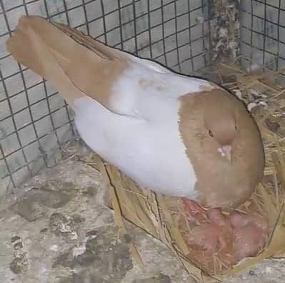 Beautiful Zard Khaal Kalyari (FEMALE) without chicks. 03116130712