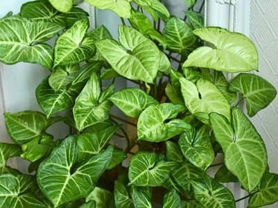 Free Plant