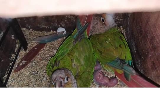 Pineapple Conure 100% Breeder Pair