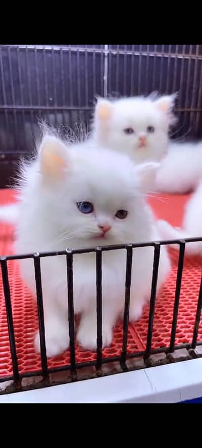 Persian cat for sale
