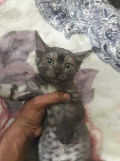 WHITE MALE AND GREY FEMALE cats