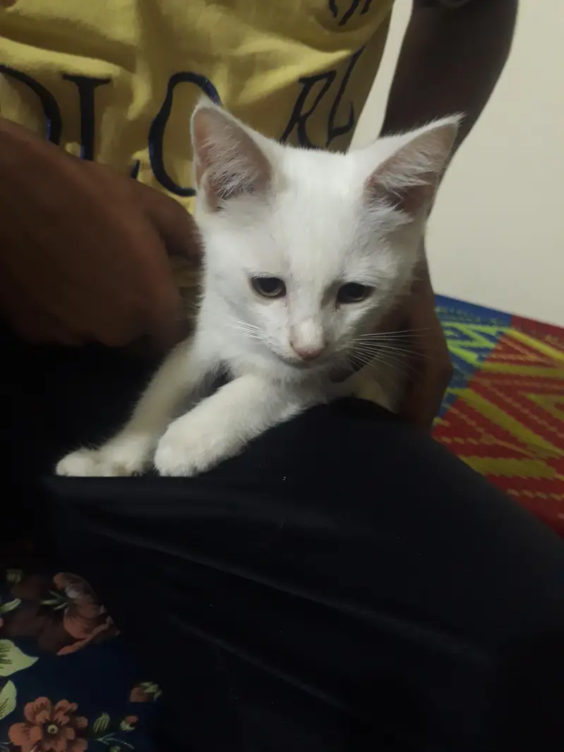 WHITE MALE AND GREY FEMALE cats — photo 2