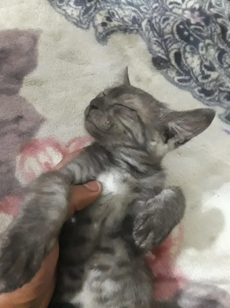 WHITE MALE AND GREY FEMALE cats — photo 3
