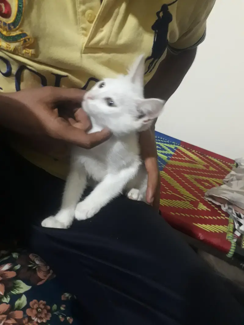 WHITE MALE AND GREY FEMALE cats — photo 4
