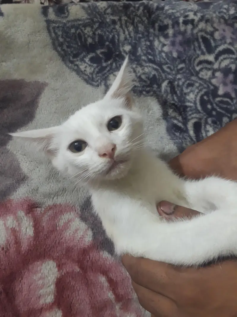 WHITE MALE AND GREY FEMALE cats — photo 5