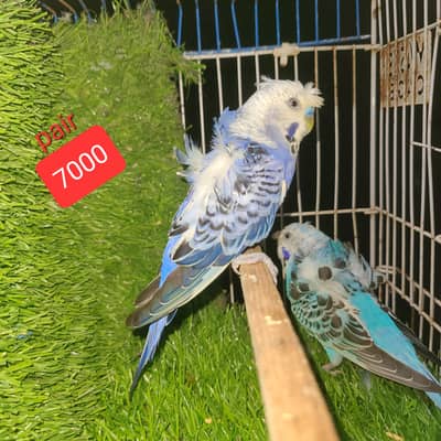 Hagoromo Black Eye, Hagoromo Red Eye & King Budgies Available