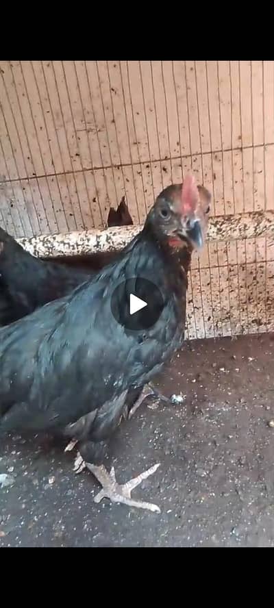 Australorp