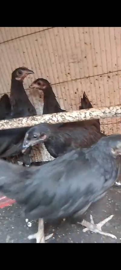 Australorp