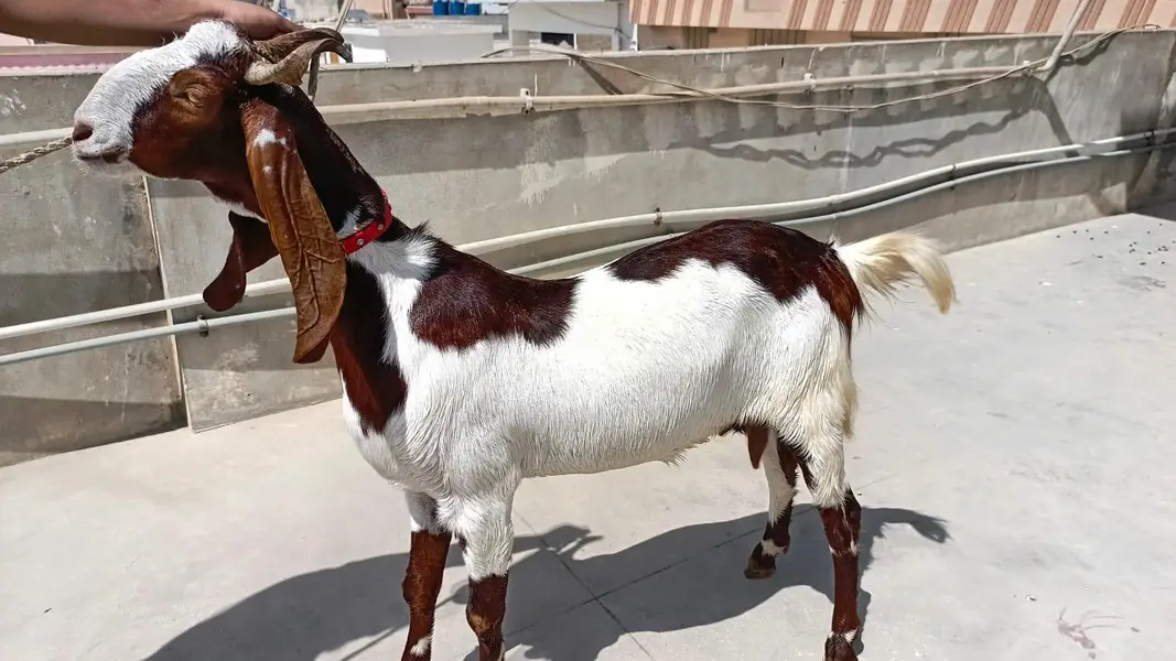 premium bakri ready for sale — photo 2