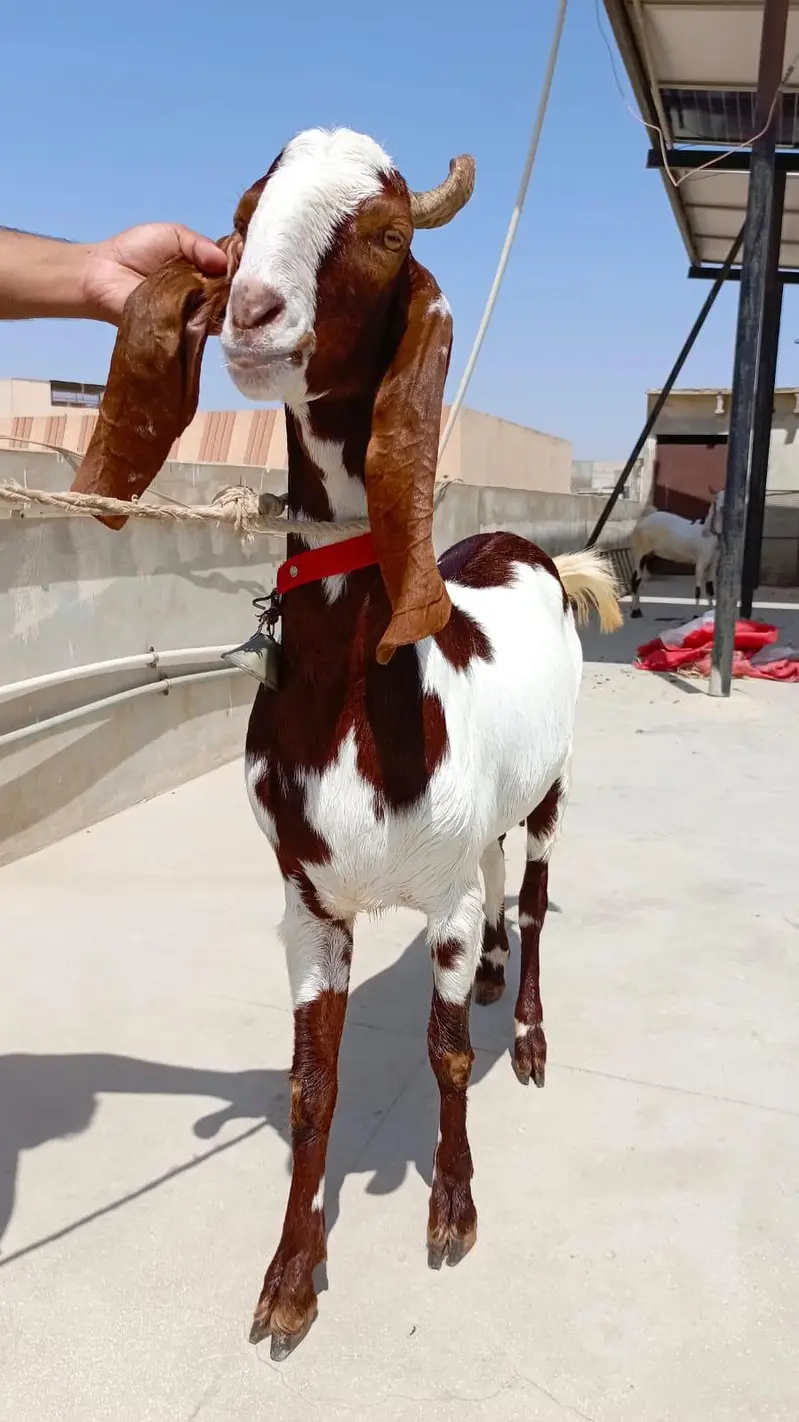premium bakri ready for sale — photo 3